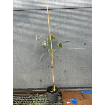LAUROWIŚNIA na pniu - sadzonki 130 / 160 cm